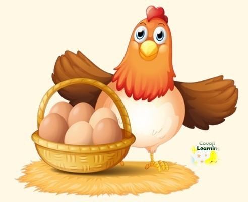 Why are chicken eggs different colors?