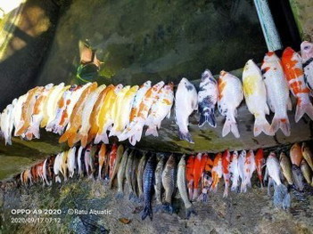 Lupa nyolok pompa air ikan hias mati semua