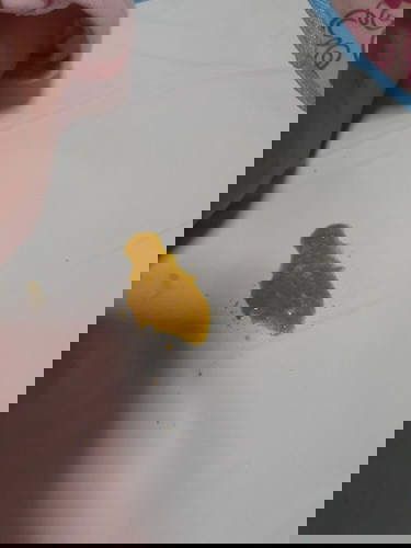 1month old baby poop