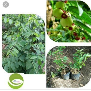 Daun katuk