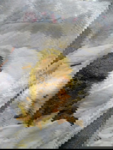 tahi baby umur 7 bln