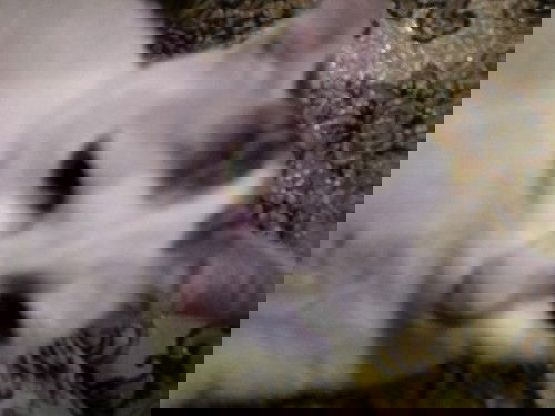 gambar jangan dibuka bagi yang sensitif