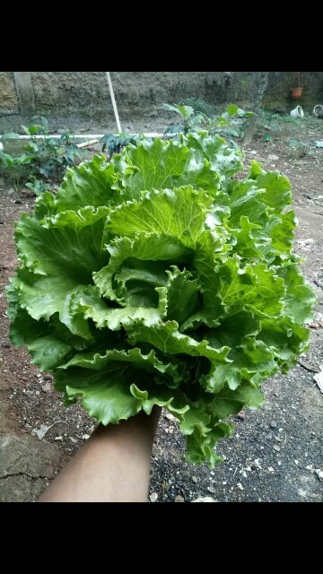 Sharing dong bunda bunda TAP