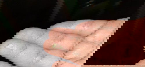 keputihan saat hamil tua