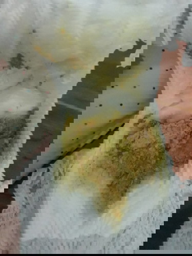 ถ่ายของเด็ก