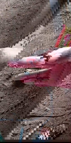 มีเลือดออก