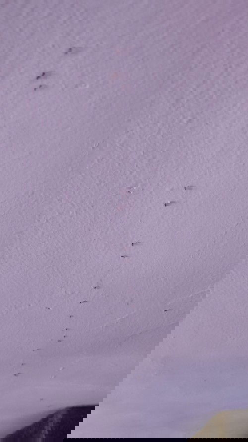 Cara menghilangkan semut