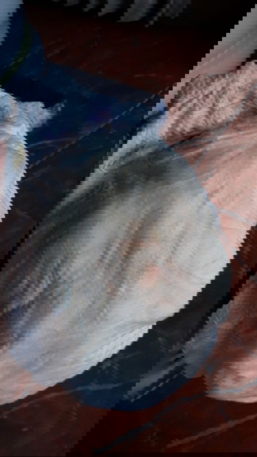 Pipis ada bercak orange