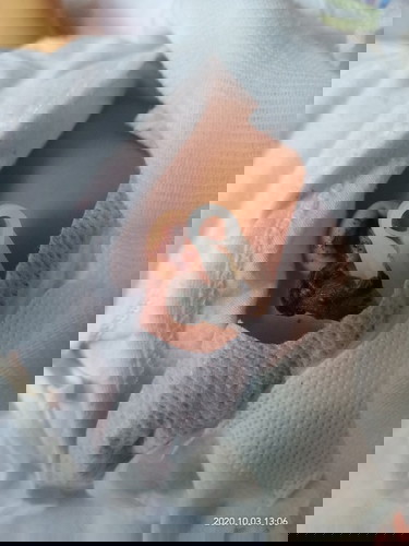 pusod