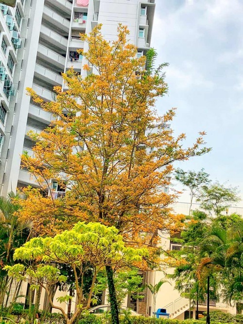 Nice treee