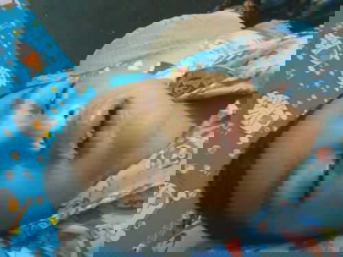 Bibir anak aku tiba" bengkak