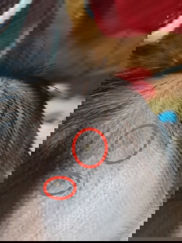 Newborn something on head