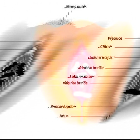 ผ่าคลอดมีอะไรกับแฟนแสบจิมิ๊