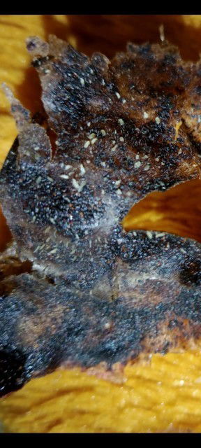 Masker komedo untuk pak suami dan bu istri 😁