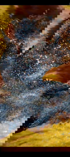 Masker komedo untuk pak suami dan bu istri 😁