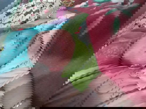 Brng kli ada yg sma kya ankku