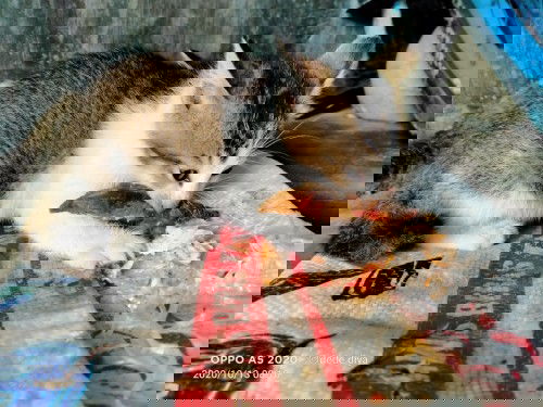 MPASI dini,, bayi 1 bln di kasih mkan ikan