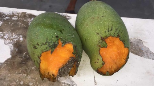 Motos /fakta makan bekas kelelawar