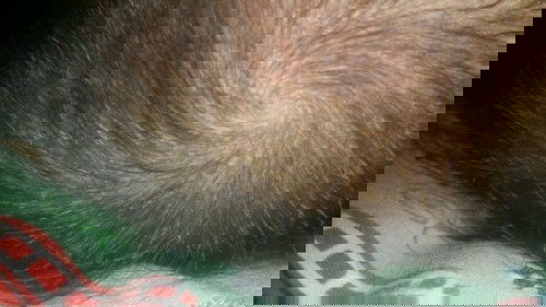 Kenapa mom kepala anakku kaya ada keraknya.cara ngilanginya gimana yaa