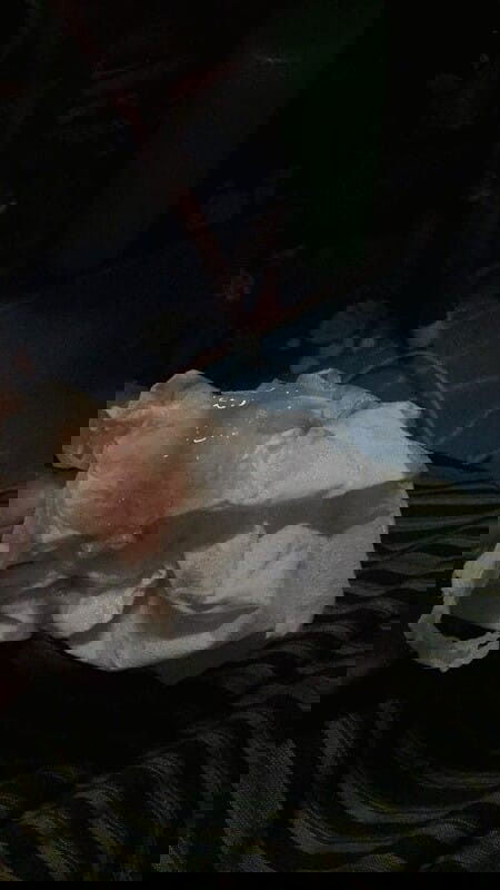 ลงมูกเลือดแต่หมอไม่ให้คลอด 
35W + พอดีไปโรงบาลเตรียมของเตรียมอะไรไปเรียบร้อยทุกอย่างไปถึงในห้องคลอด