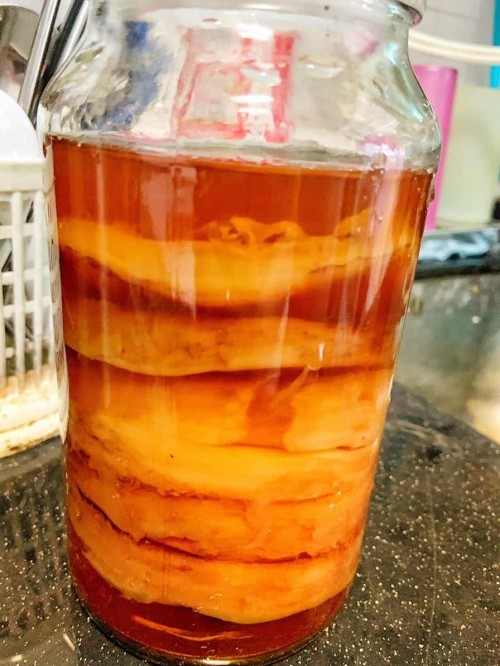 Kombucha scoby