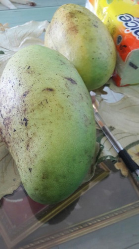 Makan mangga boleh nggak ya?