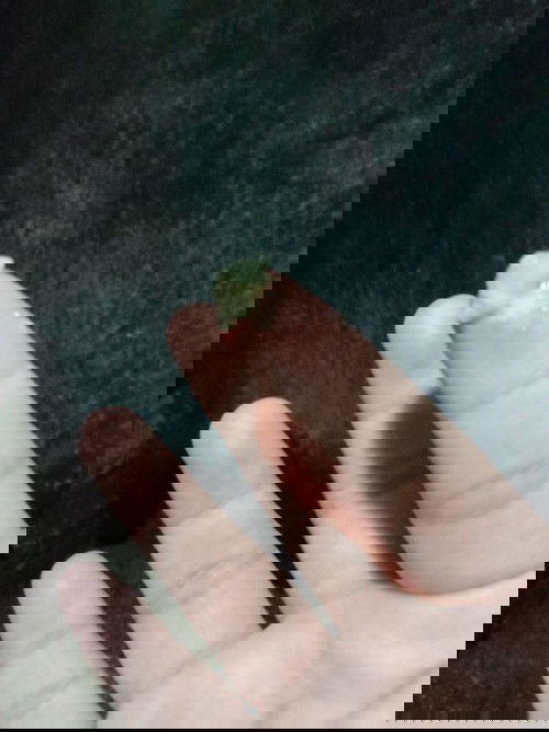 Mucus Plug napobato?