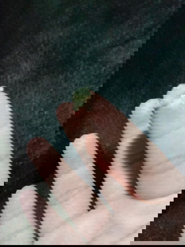 Mucus Plug napobato?