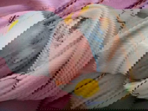 ประสบการณ์การคลอดธรรมชาติ