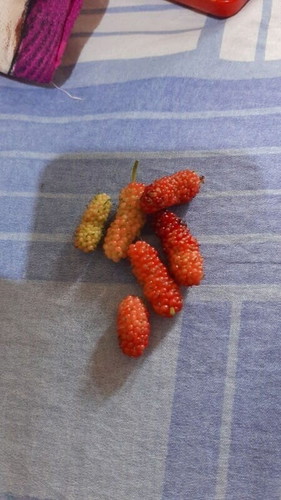 Nyidam suka yang aneh aneh