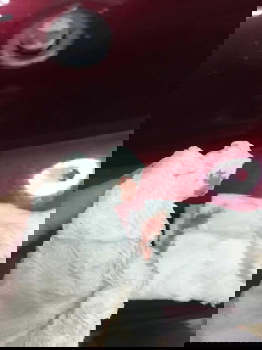 เลือดออกขณะตั้งครรภ์