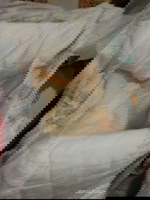 Kencing keluar darah