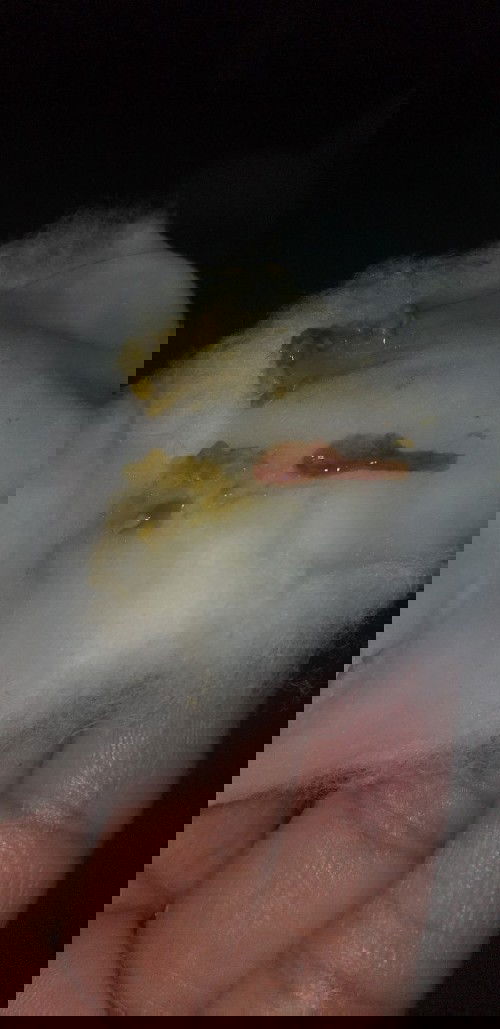 Seems like blood on poop