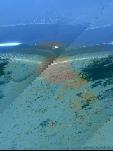 Brown discharge 35 weeks