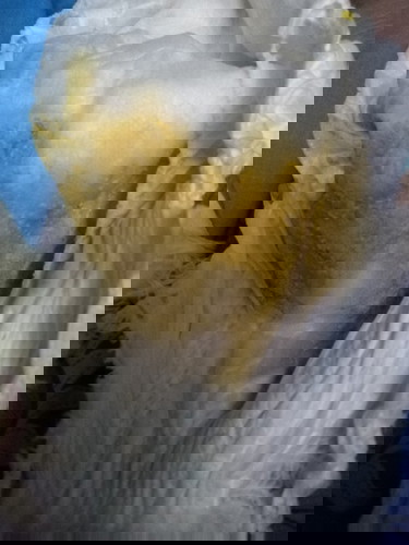 Worried about poop of my LO