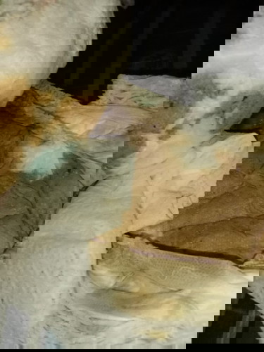 not sure if my diarrhea