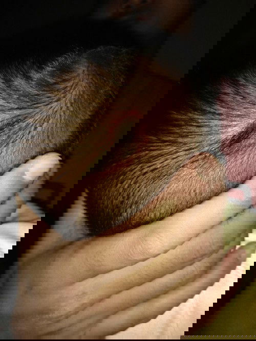 Kepala ada tanda merah