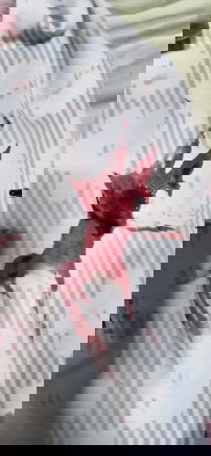 fresh blood