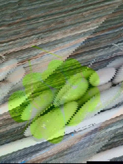 Saya Baru 6 minggu, belum buka buku dan belum scan. Cuma saya Berharap dlm perut ada twins