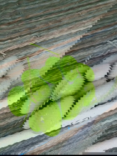 Saya Baru 6 minggu, belum buka buku dan belum scan. Cuma saya Berharap dlm perut ada twins