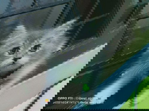 Saya Penasaran & Bingung