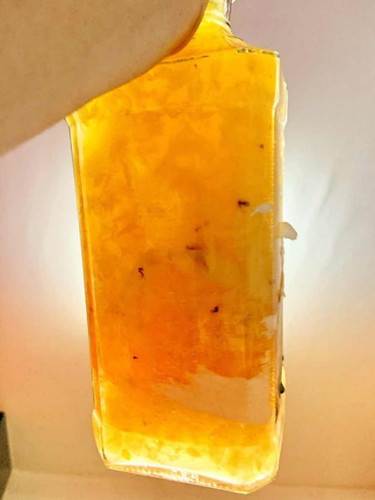 Kombucha F2