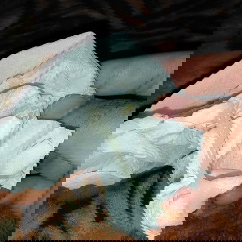 มีมูกออก  แต่ไม่มีเลือด