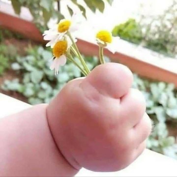 เอาดอกไม้มาฝากคุงแม่คับ 🌼