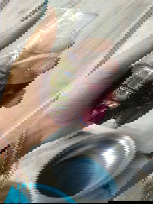 ทดสอบเพศลูกด้วยน้ำกะหล่ำปลีม่วงต้ม