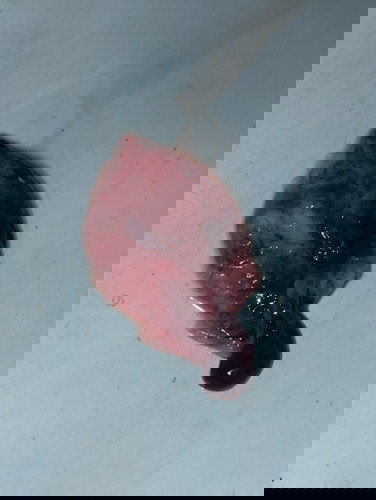 แบบนี้คือน้องไม่อยู่กับเราแล้วใช่มั้ยคะ?