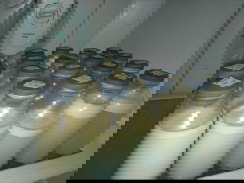 Asi melimpah tapi ga bisa DBF