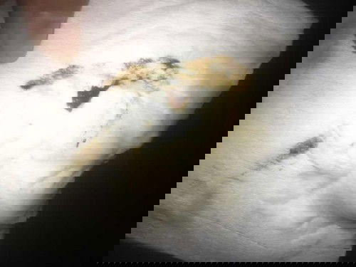 Em 38w2d. Đêm đi WC