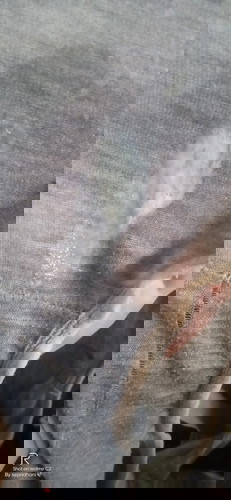 Apa ini tanda2 persalinan sudah dekat ya..?