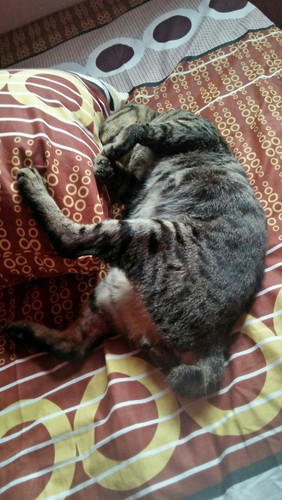 Pelihara kucing